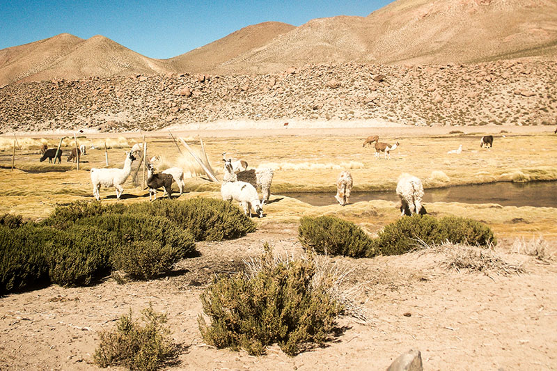 Gêiseres El Tatio - Deserto do Atacama