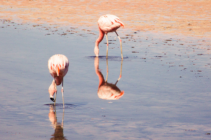 Salar de Atacama - Deserto do Atacama | Chile