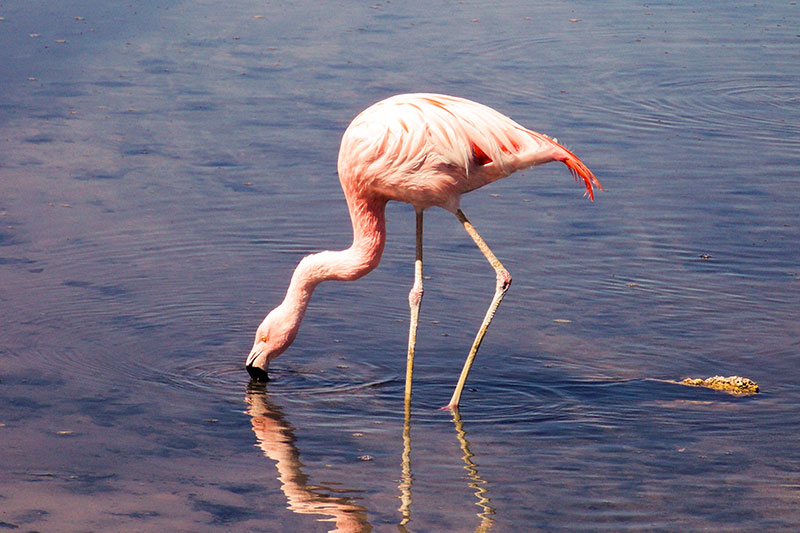 Salar de Atacama - Deserto do Atacama | Chile