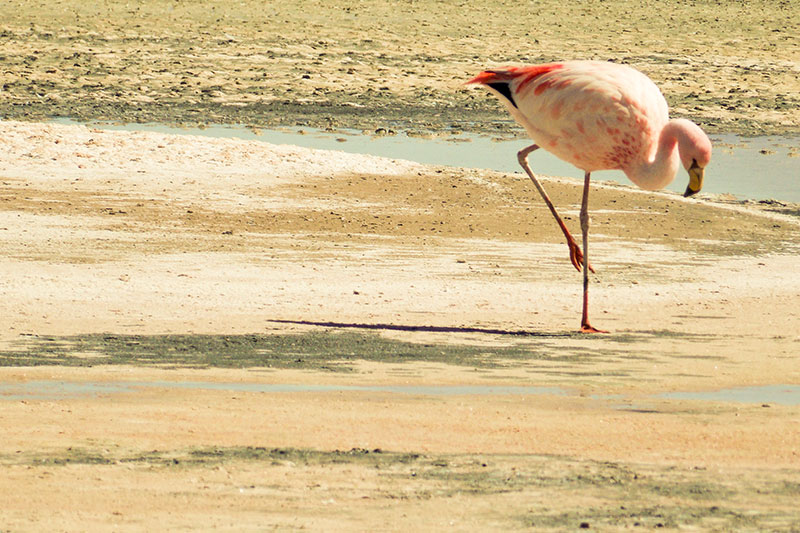 Salar de Atacama - Deserto do Atacama | Chile