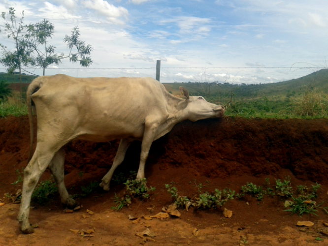 Vaca na subida antes da portaria