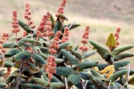 Fotos do Monte Roraima