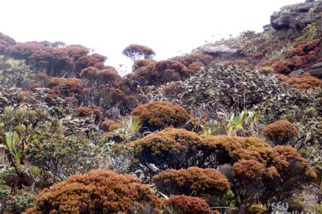 Topo do Monte Roraima