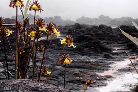 Topo do Monte Roraima