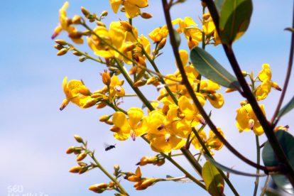 Monte Roraima – Flora e Fauna