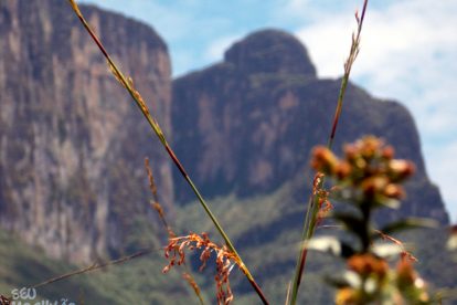 Monte Roraima – Flora e Fauna