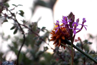 Monte Roraima – Flora e Fauna