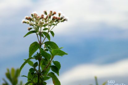 Monte Roraima – Flora e Fauna