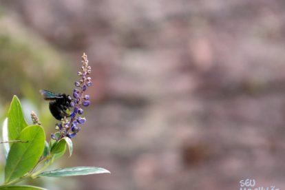 Monte Roraima – Flora e Fauna
