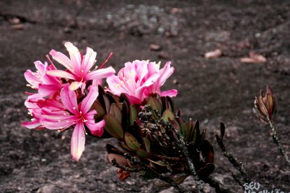Monte Roraima – Flora e Fauna