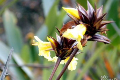 Monte Roraima – Flora e Fauna