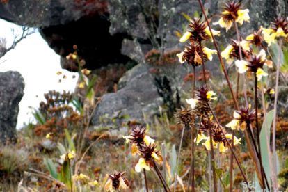 Monte Roraima – Flora e Fauna