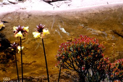 Monte Roraima – Flora e Fauna