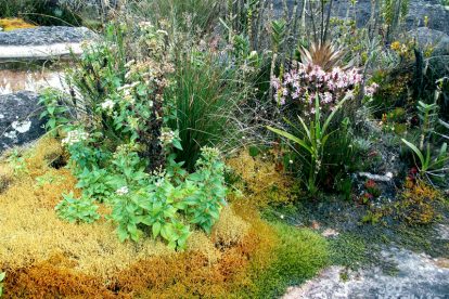 Monte Roraima – Flora e Fauna