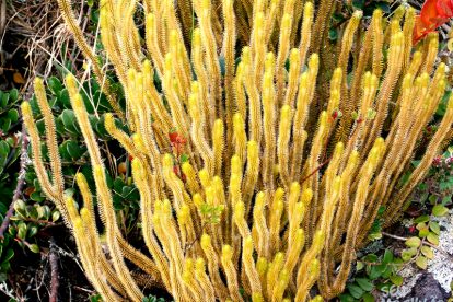 Monte Roraima – Flora e Fauna