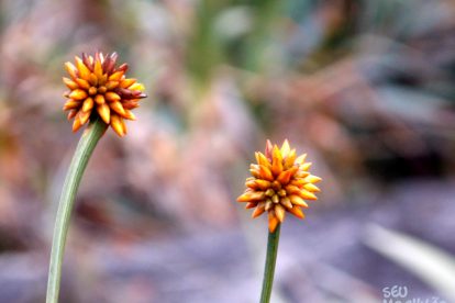 Monte Roraima – Flora e Fauna