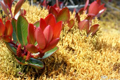 Monte Roraima – Flora e Fauna