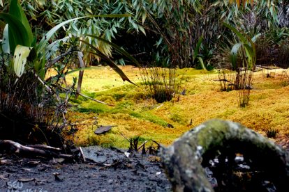 Monte Roraima – Flora e Fauna