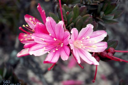 Monte Roraima – Flora e Fauna