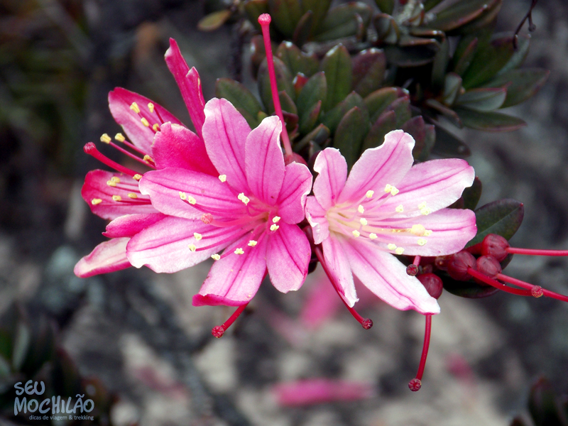 Fauna e Flora - Monte Roraima