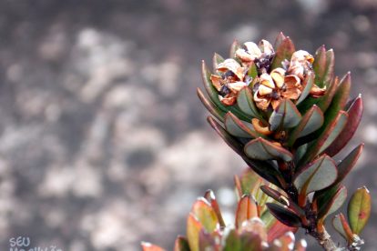 Monte Roraima – Flora e Fauna