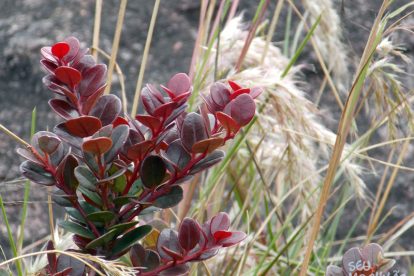 Monte Roraima – Flora e Fauna