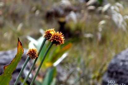 Monte Roraima – Flora e Fauna