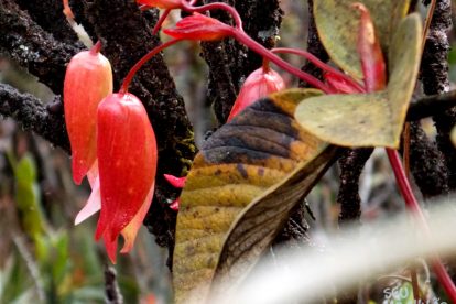 Monte Roraima – Flora e Fauna