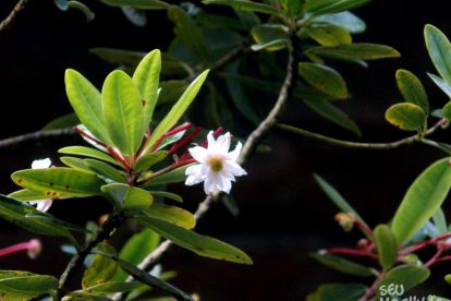 Monte Roraima – Flora e Fauna