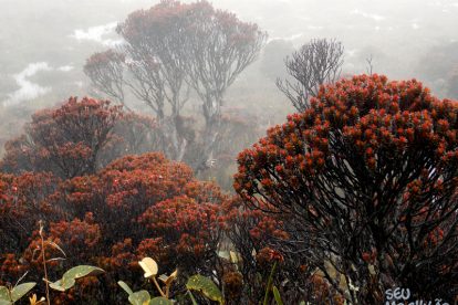 Monte Roraima – Flora e Fauna