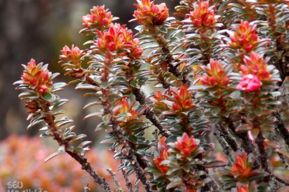 Monte Roraima – Flora e Fauna
