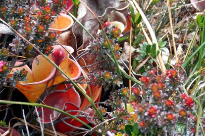 Monte Roraima – Flora e Fauna