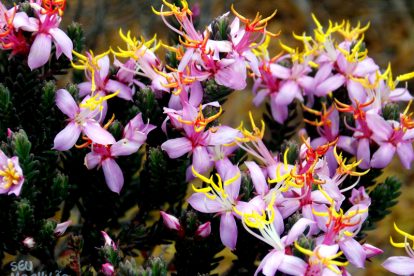 Monte Roraima – Flora e Fauna