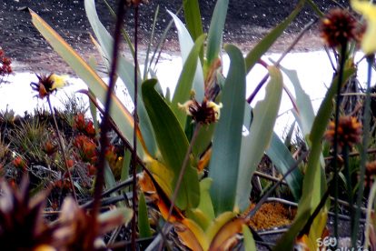 Monte Roraima – Flora e Fauna