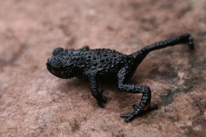 Monte Roraima – Flora e Fauna