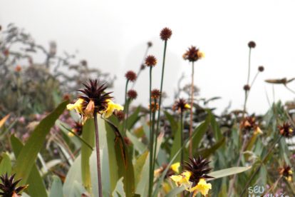 Monte Roraima – Flora e Fauna