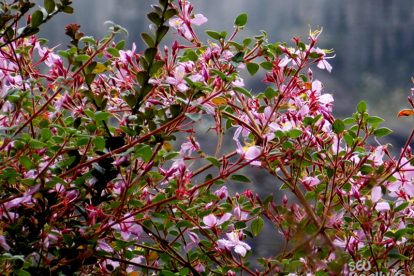 Monte Roraima – Flora e Fauna