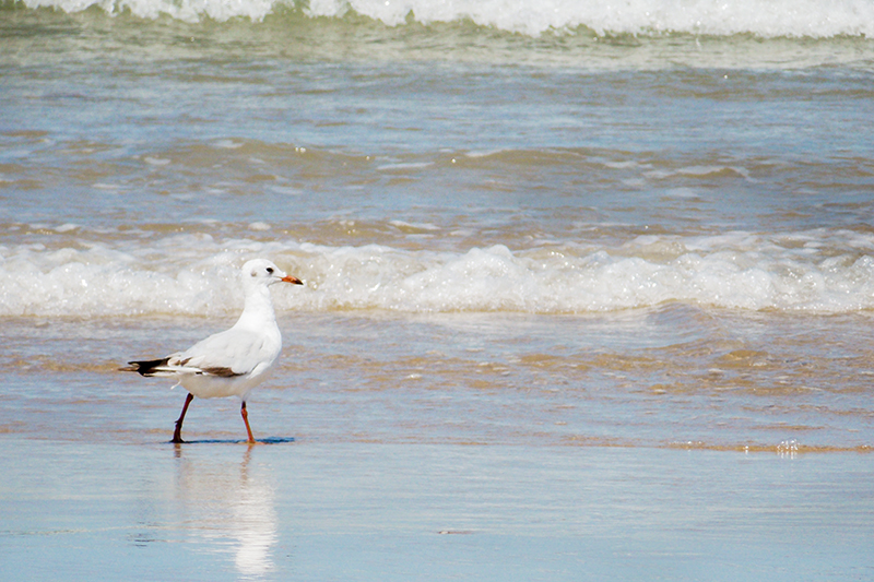 Cabo Polônio - Uruguai