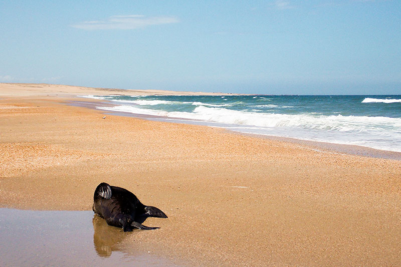 Cabo Polônio - Uruguai