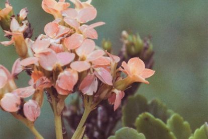 Flores - Travessia Extrema x Joanópolis