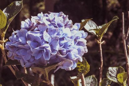 Flores - Travessia Extrema x Joanópolis