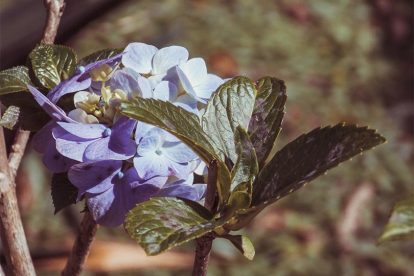 Flores - Travessia Extrema x Joanópolis