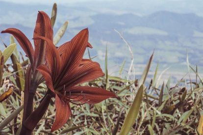 Flores - Travessia Extrema x Joanópolis