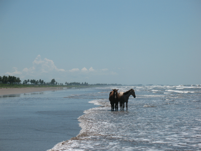 Playa Novillero