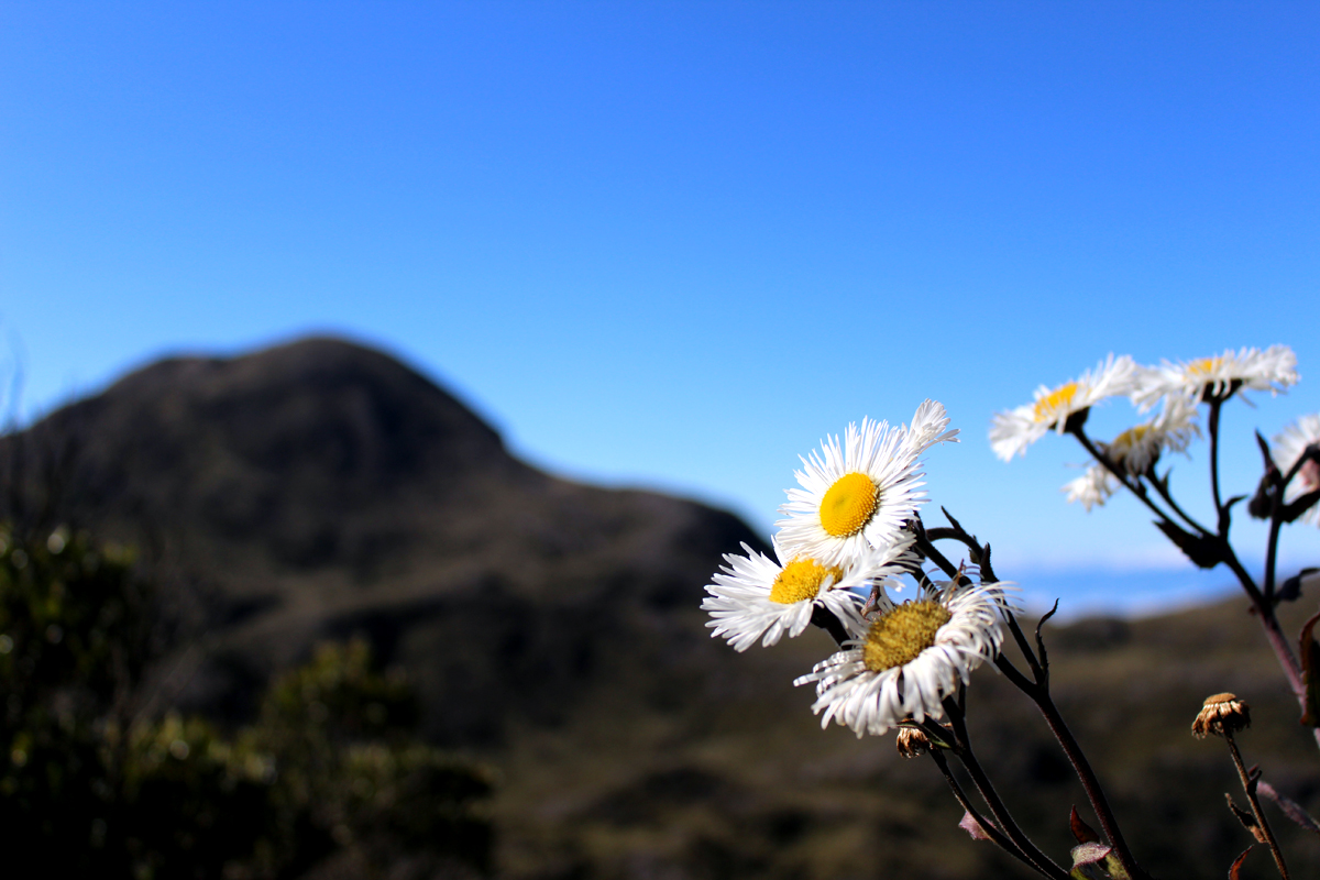 Travessia da Serra Fina - Pedra da Mina