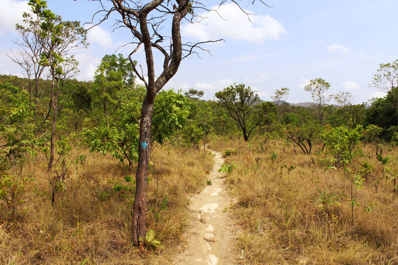 Seriema - Chapada dos Veadeiros