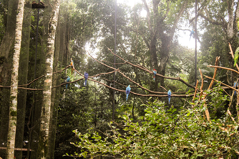 Parque das Aves - Foz do Iguaçu