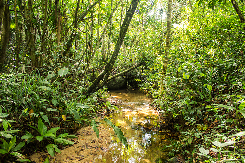 Trilha para Martim de Sá - Travessia da Juatinga