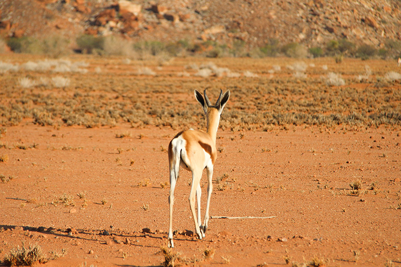 Antílope à margem da estrada