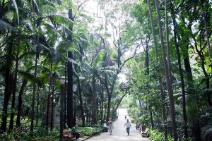 Parque Trianon - São Paulo